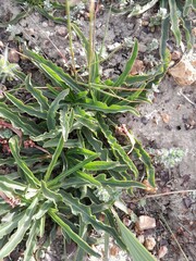 Lichtensteinia trifida