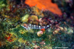 Tripterygion delaisi