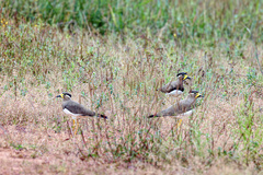 Vanellus malabaricus
