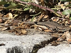 Podarcis muralis