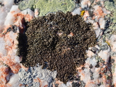 Xanthoparmelia loxodes