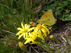 Colias lesbia