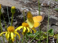 Colias lesbia