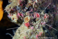 Miniacina miniacea
