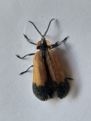 Lycus palliatus