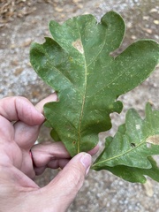 Quercus alba