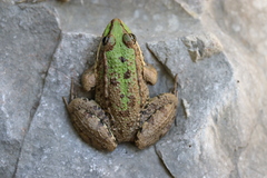 Pelophylax bedriagae