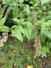 Pokeweed mosaic virus