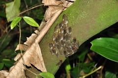 Papilionidae