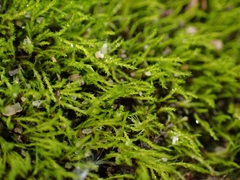 Archidium alternifolium