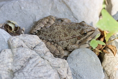 Pelophylax bedriagae