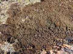 Xanthoparmelia loxodes