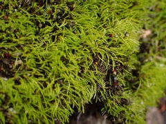 Archidium alternifolium