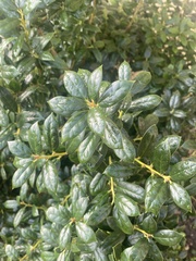 Ilex cornuta