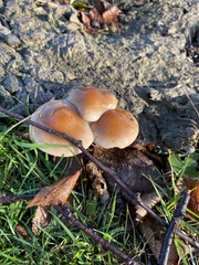 Flammulina velutipes