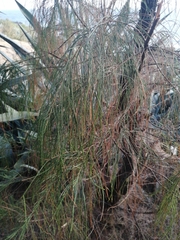 Casuarina equisetifolia