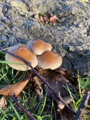 Flammulina velutipes