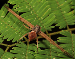 Geraesta congoensis