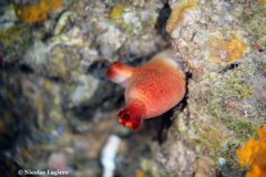 Halocynthia papillosa