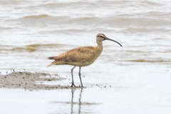Numenius phaeopus hudsonicus