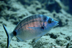 Diplodus puntazzo