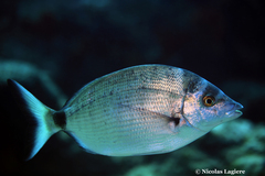 Diplodus puntazzo