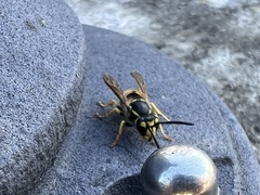 Vespula germanica
