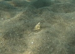 Callechelys marmorata