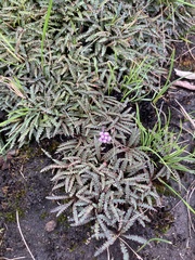 Drimiopsis