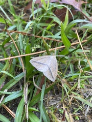 Lychnosea intermicata