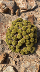 Bolax gummifera