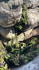 Veronica elliptica
