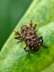 Mechistocerus