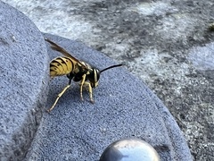 Vespula germanica