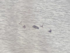 Podiceps auritus cornutus