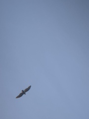 Cathartes aura