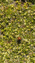 Coccinella undecimpunctata
