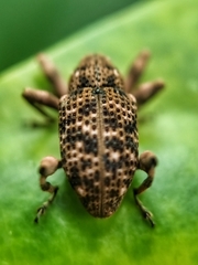 Mechistocerus