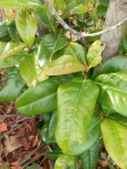 Photinia serratifolia