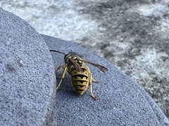 Vespula germanica