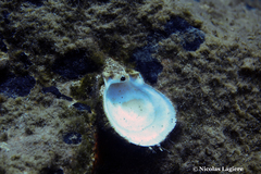 Spondylus gaederopus