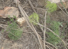Nanobubon capillaceum