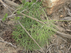 Nanobubon capillaceum