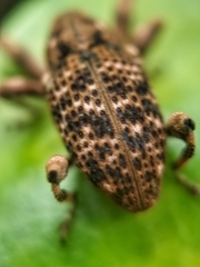 Mechistocerus