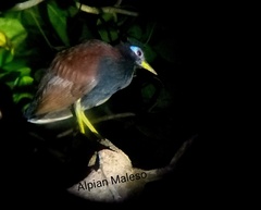 Gymnocrex rosenbergii