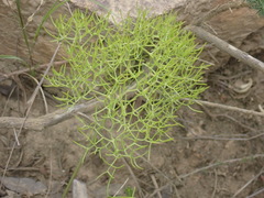 Nanobubon capillaceum