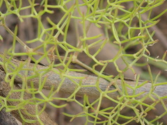 Nanobubon capillaceum