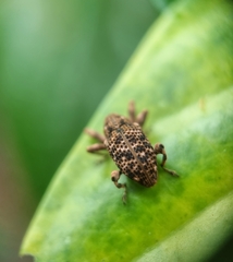 Mechistocerus