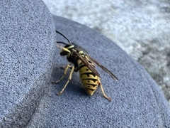 Vespula germanica