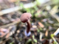 Laccaria bicolor